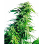 Hindu Kush Feminizada Sensi Seeds