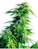 Hindu Kush Feminizada Sensi Seeds