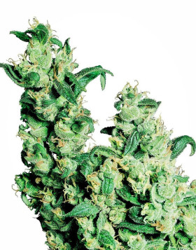 Jack Herer Feminizada Sensi Seeds