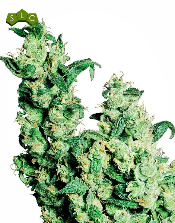 Jack Herer Feminizada Sensi Seeds