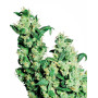 Jack Herer Feminizada Sensi Seeds