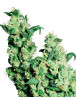 Jack Herer Feminizada Sensi Seeds