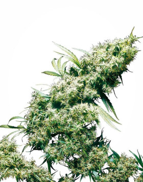 Jamaican Pearl Feminizada Sensi Seeds