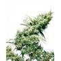 Jamaican Pearl Feminizada Sensi Seeds