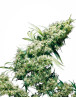 Jamaican Pearl Feminizada Sensi Seeds