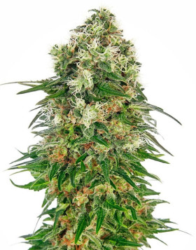Shiva Skunk Autofloreciente Sensi Seeds