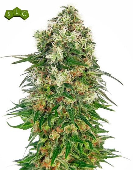 Shiva Skunk Autofloreciente Sensi Seeds