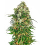 Shiva Skunk Autofloreciente Sensi Seeds