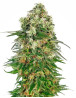 Shiva Skunk Autofloreciente Sensi Seeds