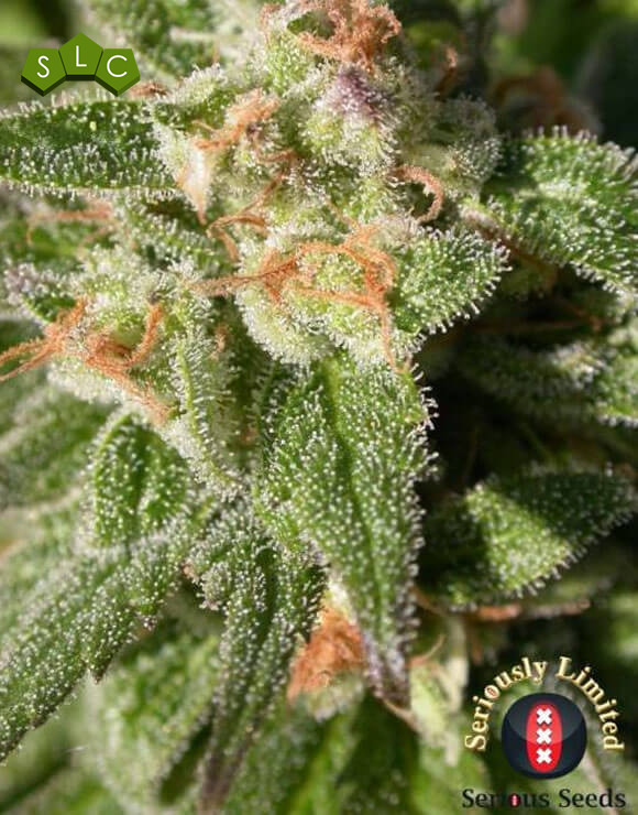 Warlock CBD Feminizada Serious Seeds