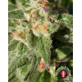 Warlock CBD Feminizada Serious Seeds