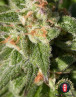 Warlock CBD Feminizada Serious Seeds