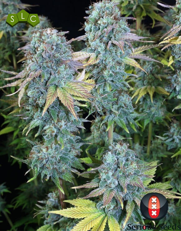 Serious Happiness Feminizada Serious Seeds