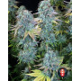 Serious Happiness Feminizada Serious Seeds