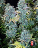 Serious Happiness Feminizada Serious Seeds