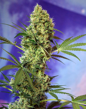 Big Devil Autofloreciente Sweet Seeds