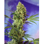 Big Devil Autofloreciente Sweet Seeds