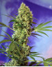 Big Devil Autofloreciente Sweet Seeds
