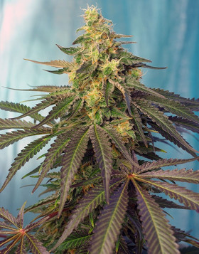 Cream Caramel CBD Feminizada Sweet Seeds