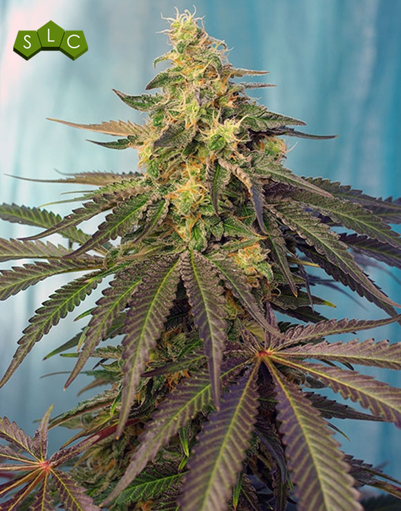 Cream Caramel CBD Feminizada Sweet Seeds