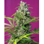 Gorilla Girl Feminizada Sweet Seeds