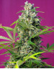 Gorilla Girl Feminizada Sweet Seeds