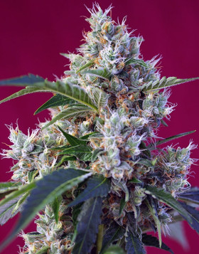 Indigo Berry Kush Feminizada Sweet Seeds