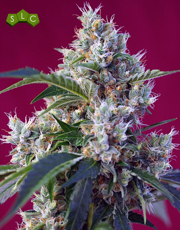 Indigo Berry Kush Feminizada Sweet Seeds