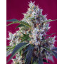 Indigo Berry Kush Feminizada Sweet Seeds