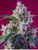 Indigo Berry Kush Feminizada Sweet Seeds