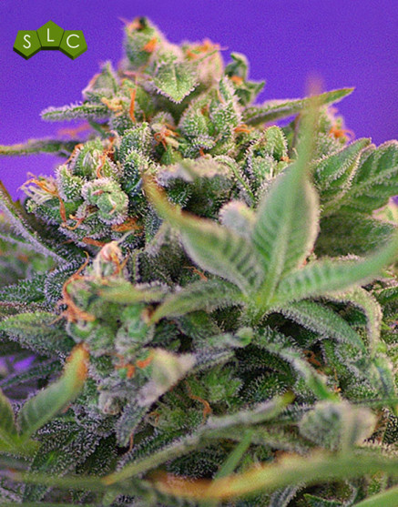 Sweet Cheese Fast Version Feminizada Sweet Seeds