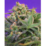 Sweet Cheese Fast Version Feminizada Sweet Seeds