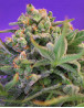 Sweet Cheese Fast Version Feminizada Sweet Seeds