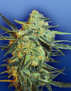 Blueberry Skunk Feminizada Flying Dutchmen