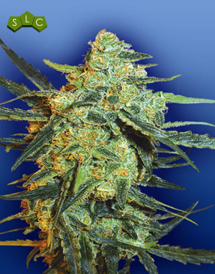 Blueberry Skunk Feminizada Flying Dutchmen