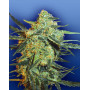 Blueberry Skunk Feminizada Flying Dutchmen