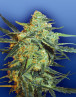 Blueberry Skunk Feminizada Flying Dutchmen