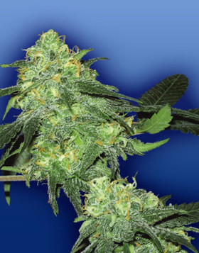Skunk Classic Feminizada Flying Dutchmen