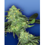 Skunk Classic Feminizada Flying Dutchmen