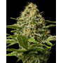 Critical Mango