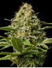 Critical Mango