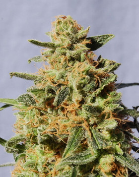 White Domina Feminizada