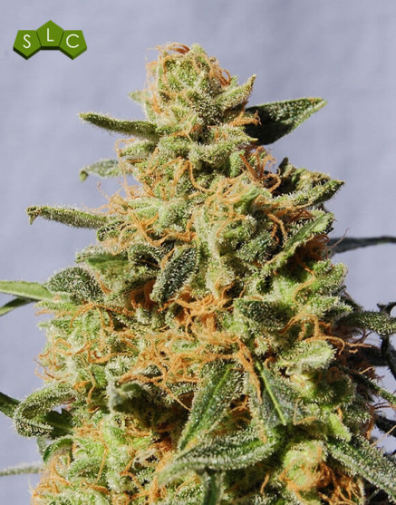 White Domina Feminizada