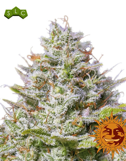 Blue Gelato 41 Feminizada Barney's Farm