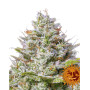Blue Gelato 41 Feminizada Barney's Farm