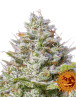 Blue Gelato 41 Feminizada Barney's Farm