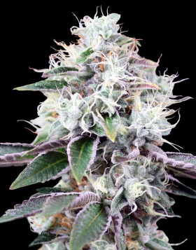Gealato Kush