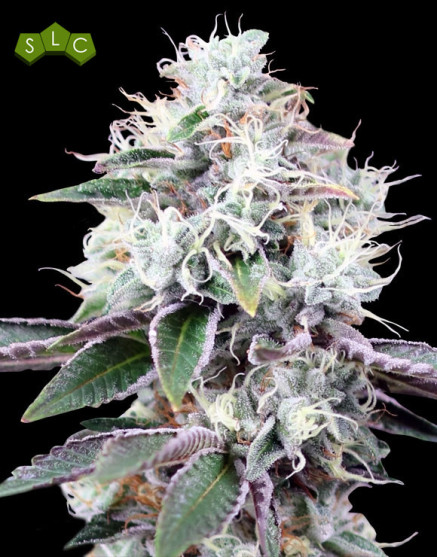 Gealato Kush