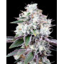 Gealato Kush