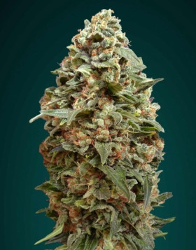 Afghan Skunk